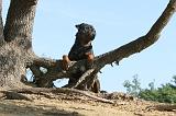 ROTTWEILER 052